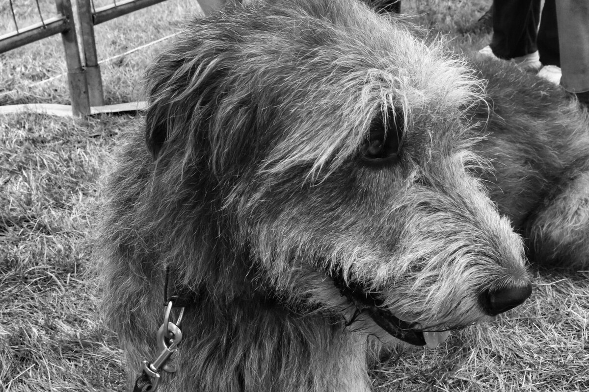 Irish Wolfhound